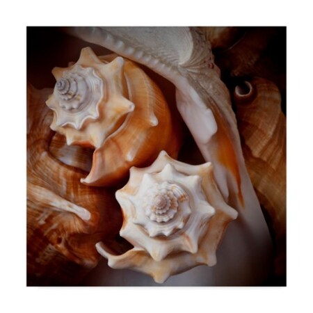 Rachel Perry 'Macro Shells Iii' Canvas Art,14x14